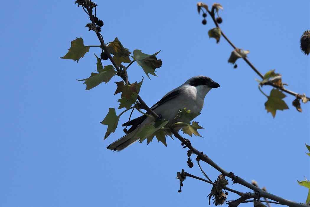 Lesser Gray Shrike